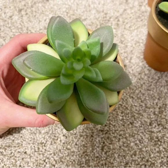 Set of 3 terracotta faux succulents new - Picture 6 of 12